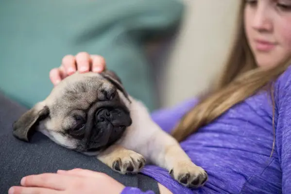 Pug puppy sleeping on girl’s lap.