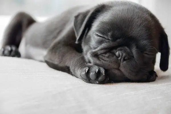 Black Pug puppy sleeping.