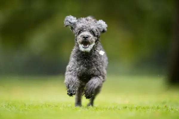 Beautiful Schnoodle dog photographed outdoors in nature.
