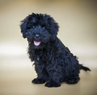 Studio portrait of a Schnoodle puppy.