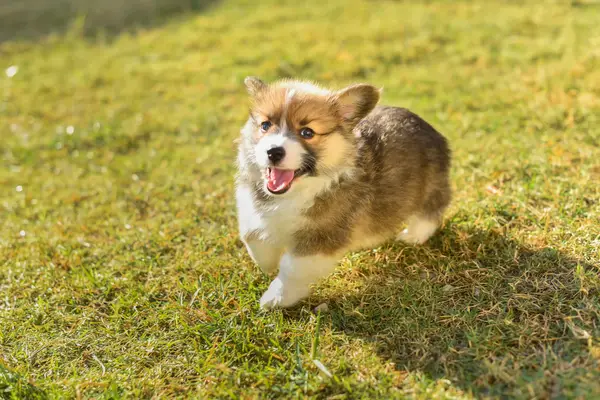 Corgi puppy lying on the floor.