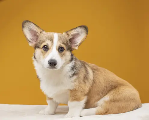 Three Corgi puppies in a crate.