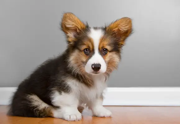 Bilder och fakta för hundar Corgi
