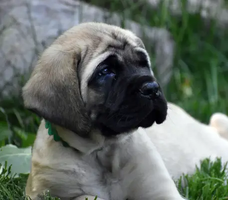 Close-up of Mastiff sitting on field.