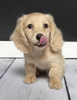 Long-haired dachshund puppy licking nose