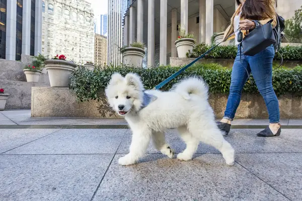 Samoyed puppy dog on a leash, out on a walk with owner.