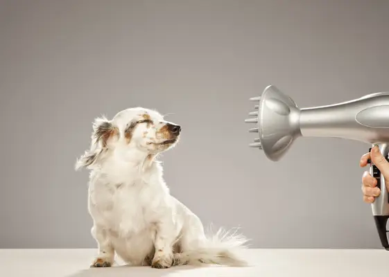 Os 10 melhores cuidados para cães essenciais