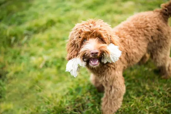 A playful Labradoodle puppy with a rope toy.
