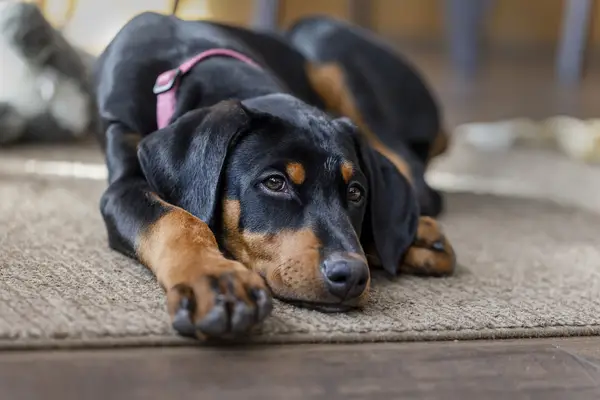 adolescent Doberman Pinscher puppy
