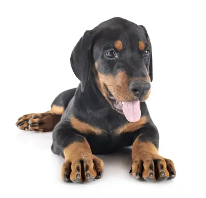 Doberman Pinscher puppy