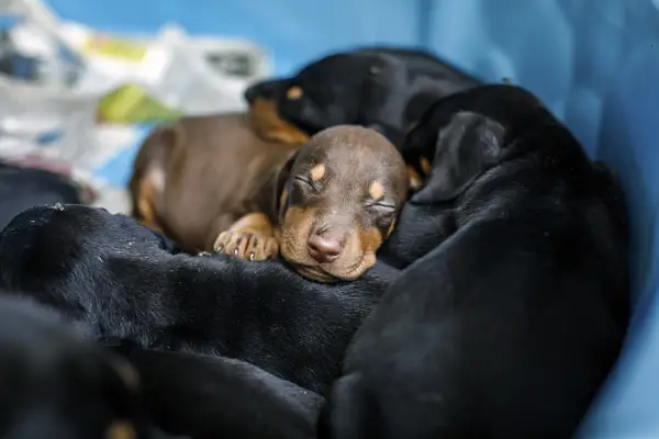 Doberman Pinscher puppies