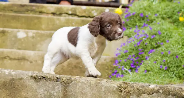 Foto e fatti di English Springer Spaniel Puppy