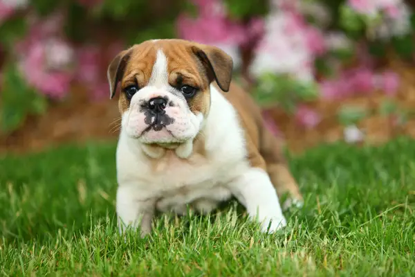 English Bulldog puppy in grass