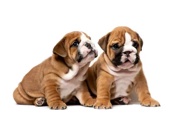 Foto e recitazione di cuccioli di bulldog
