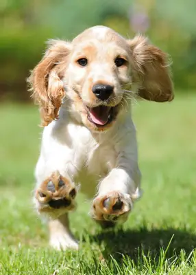 English Cocker Spaniel running on grass.
