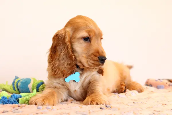 English Cocker Spaniel puppy indoors on blanket.