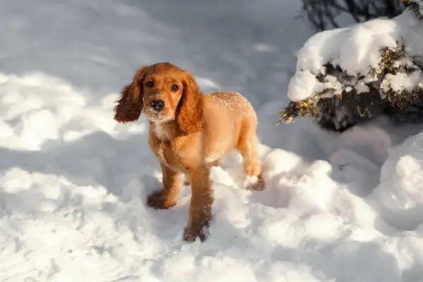 Cocker Spaniel in the snow.