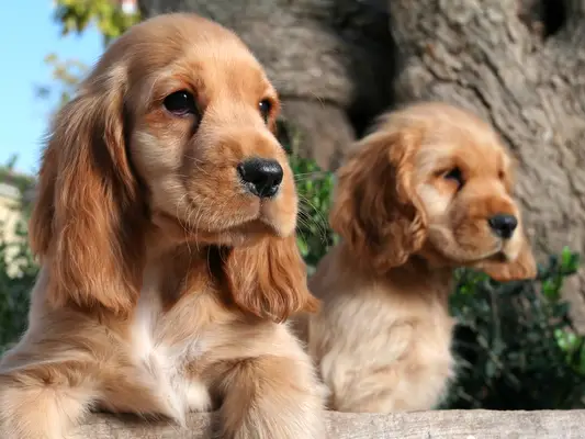 Two Cocker puppies.