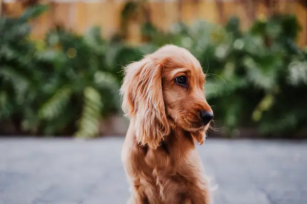 A Cocker Spaniel puppy sitting outdoors in the street.