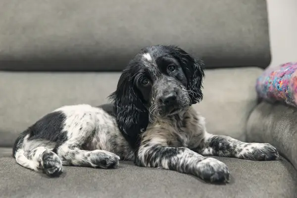 Cocker Spaniel puppy on grey sofa.