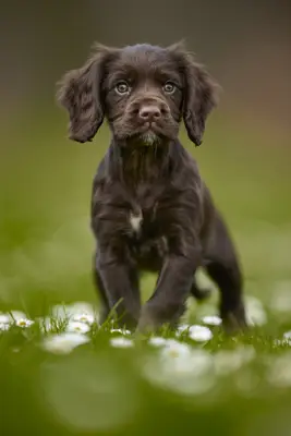 Dark brown Cocker Spaniel puppy.
