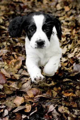 Cocker Spaniel puppy outdoors running through Autumn leaves.