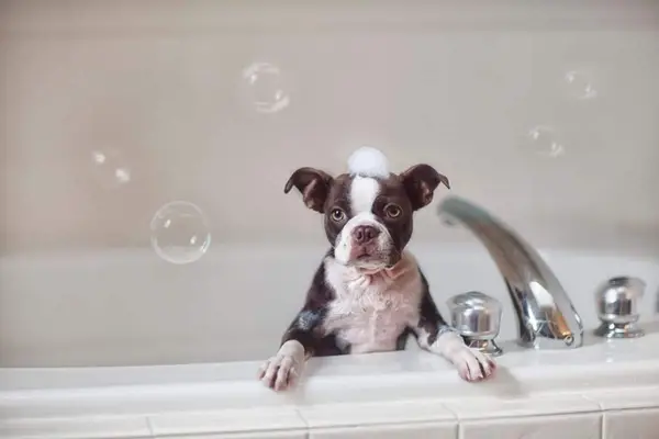 Boston Terrier puppy in bath.