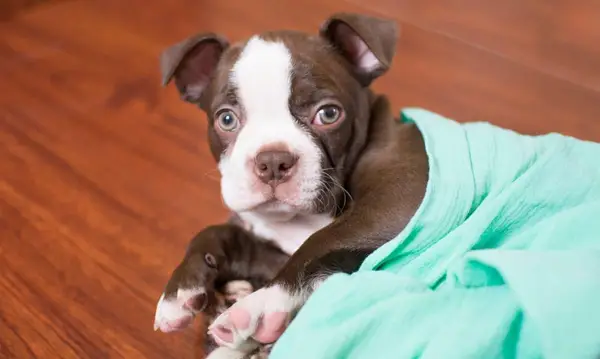 Képek és tények a bostoni terrier kölyökkutyájáról