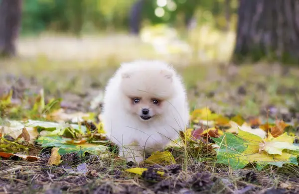 Pomeranian puppy in woods