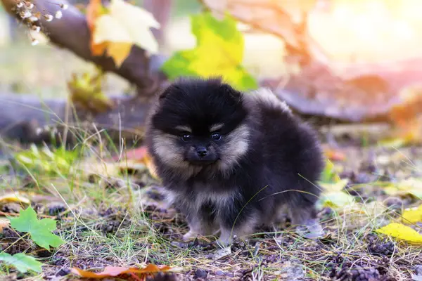 Pomeranian puppy in forest