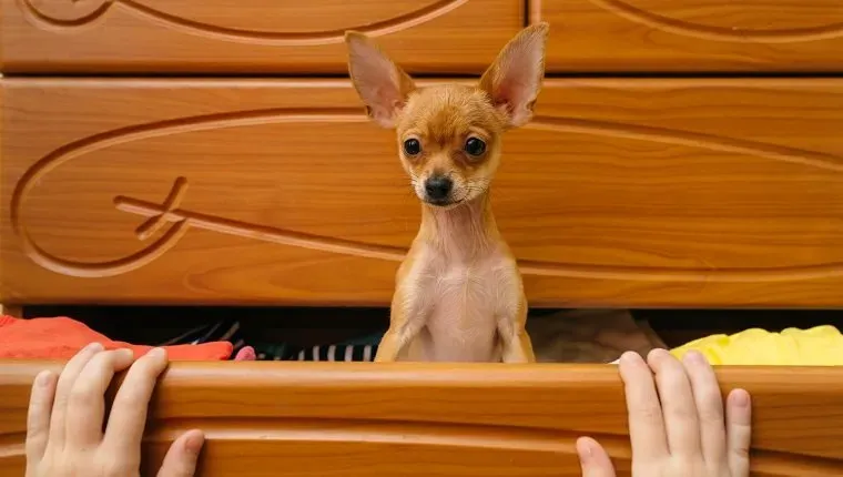 Hide And Seek' title=