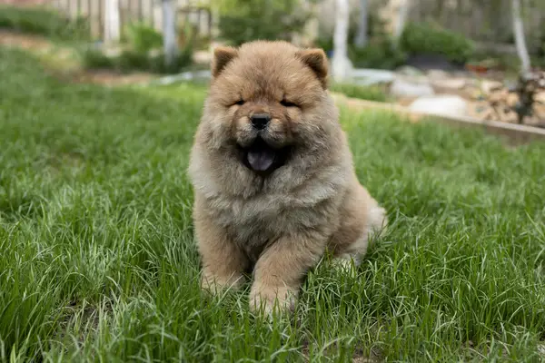 Close-up portrait of Chow Chow puppy sitting on the grass.