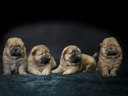 Studio portrait of a litter of Chow Chow puppies.