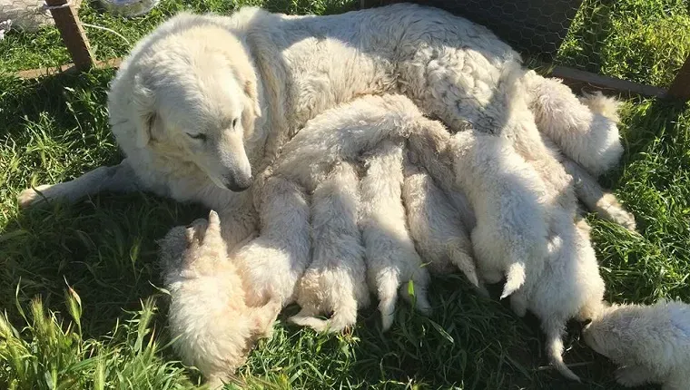 17頭の子犬の出産はカリフォルニア史上最大の可能性