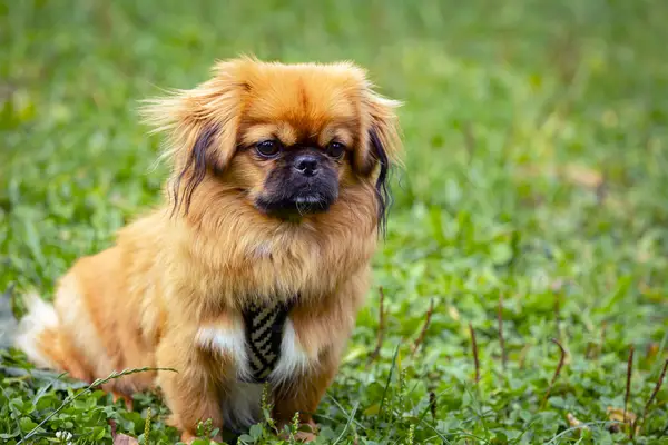 Pekingese portrait of a happy dog ​​lying in the grass on a summer walk.