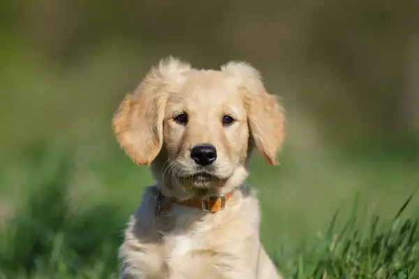 Golden puppy with big ears looking directly at camera