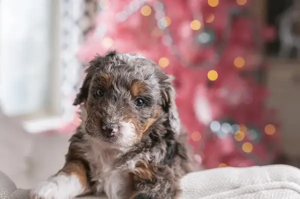 Mini Bernedoodle puppy puts their head and paws up on a white chair armrest with a pink holiday decoration in the background. 