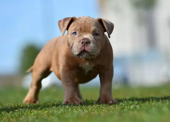 An American Bully ​​puppy in the field.