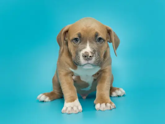 Small American bully puppy of brown color on a blue background.