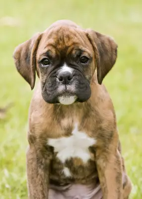 Boxer puppy looking at camera