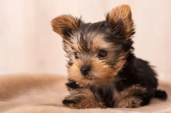 Tiny Yorkie puppy held in a human’s hand.