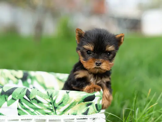 Yorkshire Terrier puppy near the fireplace.