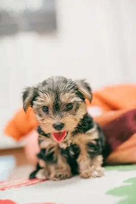 Four Yorkshire Terrier puppies.
