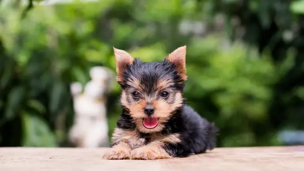 Yorkshire Terrier puppy in a dog bed.