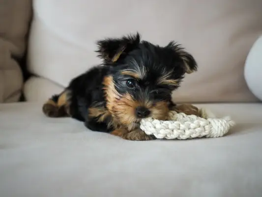 Yorkshire Terrier puppy dressed up in a cool outfit with sunglasses and hat.