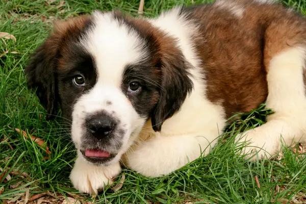 Saint Bernard puppy sitting on the grass.