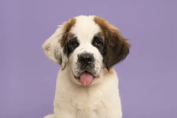 Saint Bernard puppy portrait.