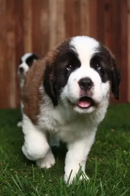 Saint Bernard pup at 8 weeks old.