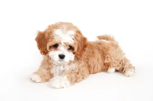 Cavapoo puppy