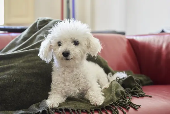 Bolognese puppy on the living room sofa.